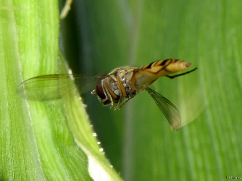 Episyrphus balteatus (De Geer, 1776)
